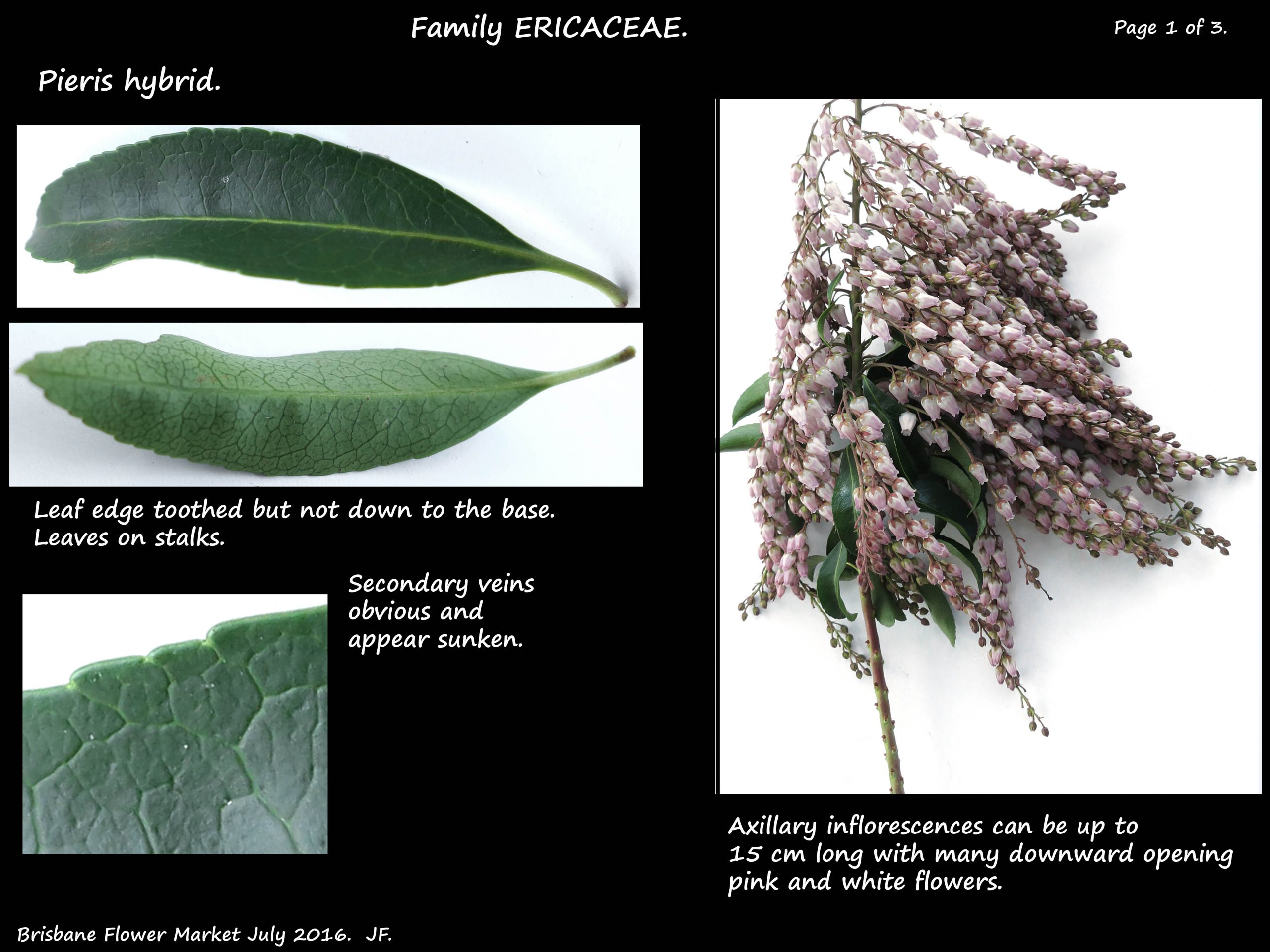 1 Pieris hybrid leaves & inflorescense